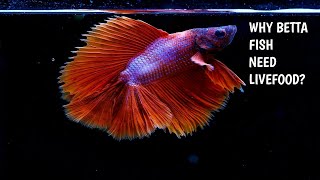 WHY BETTA FISH NEED LIVEFOOD [upl. by Olcott]