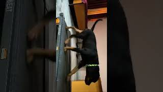 live Rottweiler Running Treadmill day 16 good results [upl. by Adnohser447]