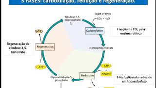 Fisiologia Vegetal  Ciclo de CalvinBenson [upl. by Lipkin]