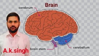 Brianमस्तिष्क biology zoologyscienceby AkSingh cerebrumforebraincerebellum [upl. by Eittam]