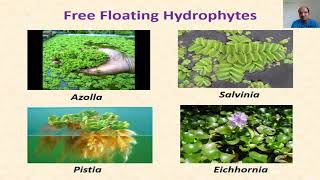 Hydrophytes  Concept and Types [upl. by Fiorenze]