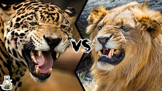 JAGUAR VS LION  Who will win this battle [upl. by Akemihs705]