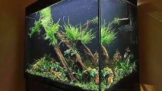 HOW TO AQUASCAPE a Tall Planted Tank  eaFreshwater 900 [upl. by Iviv]