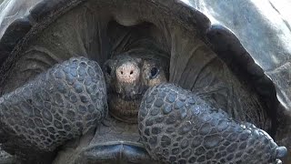 Galápagos Ausgestorbene Riesenschildkröte lebt [upl. by Hyozo]