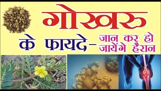 Gokhru ke Fayde  गोखरू के फायदे  Gokhru Health Benefits [upl. by Judus]