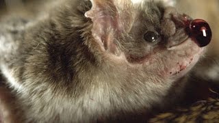 How Vampire Bats Suck Blood for 30 Minutes Unnoticed [upl. by Shamus962]