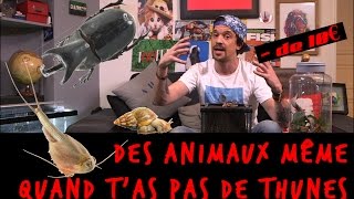 DES ANIMAUX MÊME QUAND TAS PAS DE THUNES [upl. by Ahsoj]