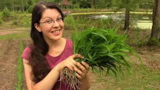 Transplanting Corn  Garden Experiment to Grow MORE FOOD [upl. by Leverick]