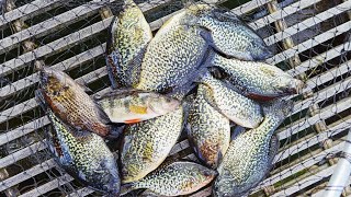 Spring crappie fishing in west WA  How to fish for crappie at fishing dock or boat launch [upl. by Ydiarf722]