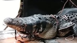 12foot alligator removed from Hilton Head Island surf [upl. by Cecelia]