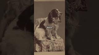 Victorian dog names but they got more unhinged history [upl. by Lleroj814]