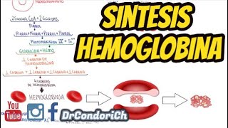 Sintesis de la hemoglobina fisiologia del globulo rojo Formacion de la Hb [upl. by Dahs]