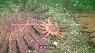 Sunflower starfish chased by morning sun starfish HD underwater stock footage [upl. by Figueroa]