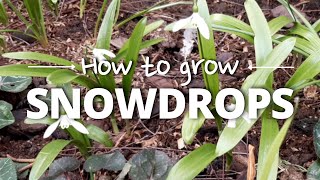 A Simple Guide to Growing Snowdrops [upl. by Gaughan]