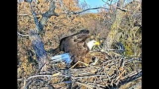 Arconic Eagles IA Today 11 08 21 Eagle in with fish eats it on nest 1st time sense cam was down [upl. by Sirc926]