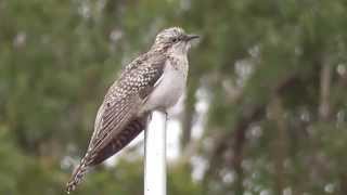 Pallid Cuckoo [upl. by Albemarle253]