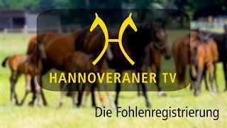 Hannoveraner TV  Die Fohlenregistrierung [upl. by Seibold]