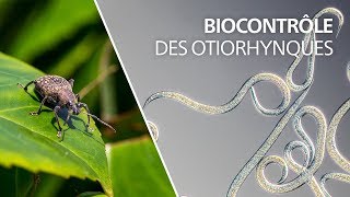 Biocontrôle des otiorhynques avec les nématodes Heterorhabditis bacteriophora [upl. by Switzer]