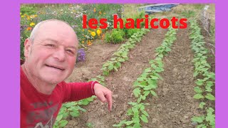 comment booster vos haricots [upl. by Yazbak]