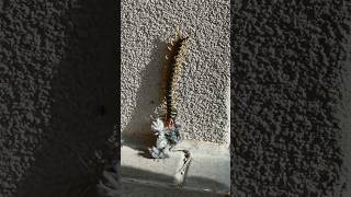 GIANT Centipede Eats Mouse  Does Pullup [upl. by Drusi282]