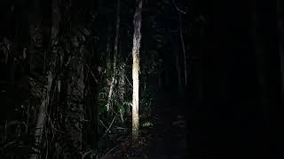 paranormal di bukit kemuyangpelbagai bunyi yg dpt dirakam [upl. by Vittoria]