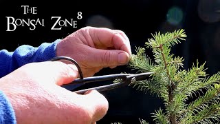 Pruning My Black Spruce and More The Bonsai Zone April 2021 [upl. by Gnot]