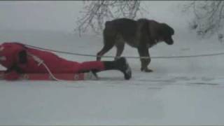 Dog rescued from icy pond [upl. by Orimlede321]