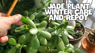 The Ultimate Guide to Transplanting Your Jade Plant [upl. by Agler251]