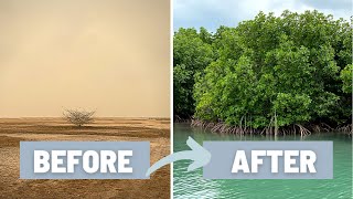 How to Plant a Mangrove Forest and Why it is Important  Mangrove of Casamance Senegal West Africa [upl. by Pomfrey271]