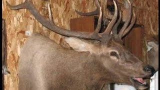 ELK TAXIDERMY  Video 1 of 19  SKINNING [upl. by Ecissej22]