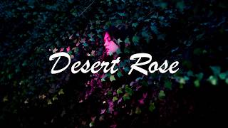 English Lyrics Lolo Zouaï  Desert Rose Official Audio [upl. by Cumine]