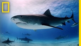 Tiger Sharks Swimming With an Awesome Predator  National Geographic [upl. by Buxton]