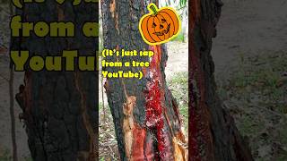 Bloodwood trees are pretty wild Halloween nature foryou [upl. by Akcirre]