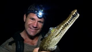 American Crocodile  Up Close and Personal  Deadly 60  BBC Earth [upl. by Elohcan]