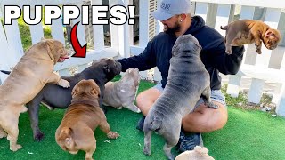 Picking Out My First Dog from Exotic Bully Puppy Farm CUTE [upl. by Tanny]