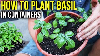 How to Plant Basil in Containers Grow FRESH Herbs at Home [upl. by Nnaid998]