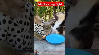 Monkey and dog fight  monkey dog animals youtubeshorts trendingshorts viralvideo [upl. by Ambrose]