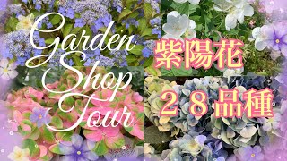 🌹【アジサイ好きな方へ】２８品種ご紹介 [upl. by Inalej40]