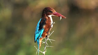 White throated kingfisher diving for food  kingfisher urbanbirds [upl. by Revlys]