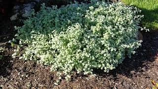 Licorice Plant Helichrysum petiolare [upl. by Hujsak]