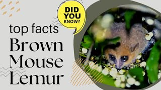 brown mouse lemur facts [upl. by Aihsatsan]