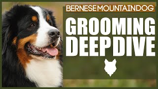 How To Groom Your BERNESE MOUNTAIN DOG [upl. by Ferdinanda108]