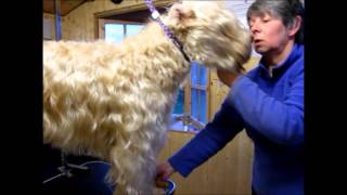 Grooming an Irish SoftCoated Wheaten Terrier  Part 3 [upl. by Jaime]