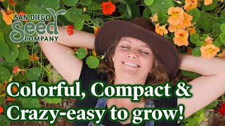 Companion Planting with Nasturtium  Edible Flower Gardening [upl. by Keynes829]