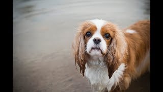 Syringomyelia symptoms in Cavalier King Charles Spaniel Air licking [upl. by Oibirot]