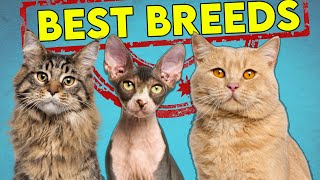 These Are The Best and Worst Cat Breeds For First Time Owners  Updated [upl. by Eussoj538]