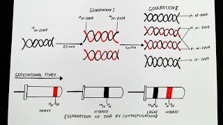 Diagram Of Meselson And Stahl Experiment  Class 12  Biology [upl. by Ailisab]