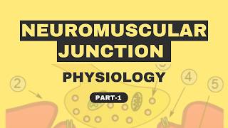 Neuromuscular Junction Physiology [upl. by Sibylla]