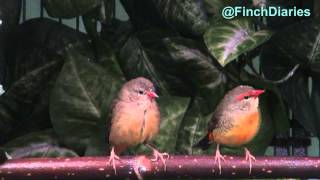 Finch Diaries  Gold Breasted Waxbill Finches Male and Female Feb 1 2015 [upl. by Akima]