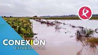 Jesús sufre la inundación de su plantación de tabaco en Vega de Mesillas  Conexión Extremadura [upl. by Ballman]